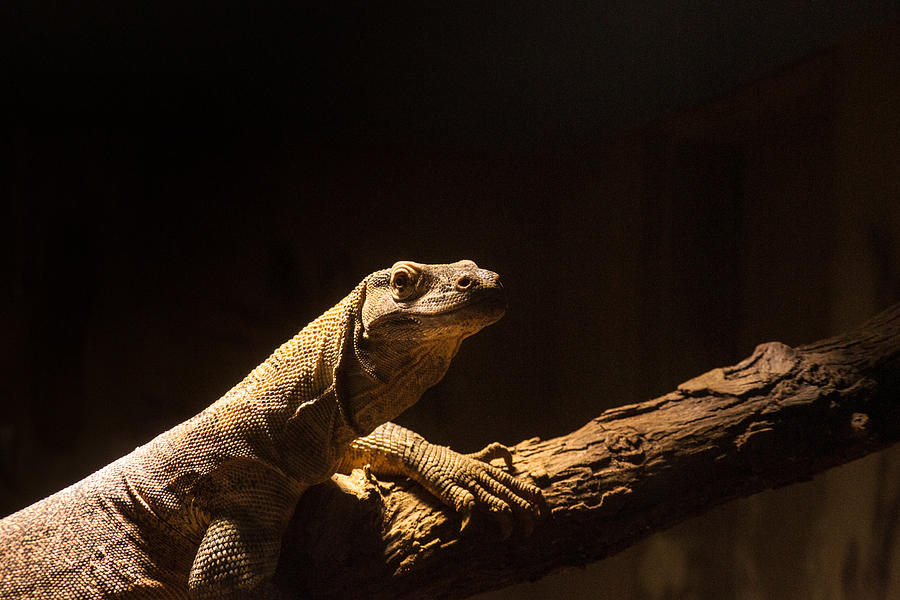Komodo Dragon Poising Photograph by Douglas Barnett