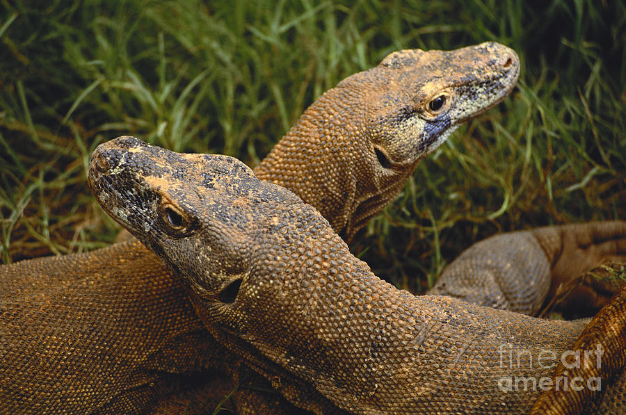 Komodo Dragons Photograph by Art Wolfe