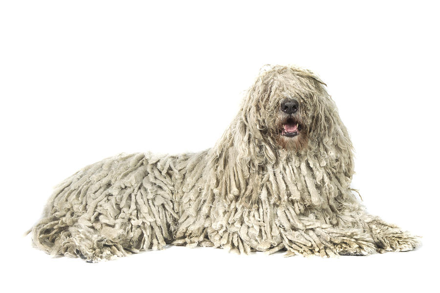 Komondor Photograph by Agency Animal Picture