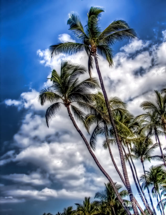 Kona Palms Photograph by David Lawson