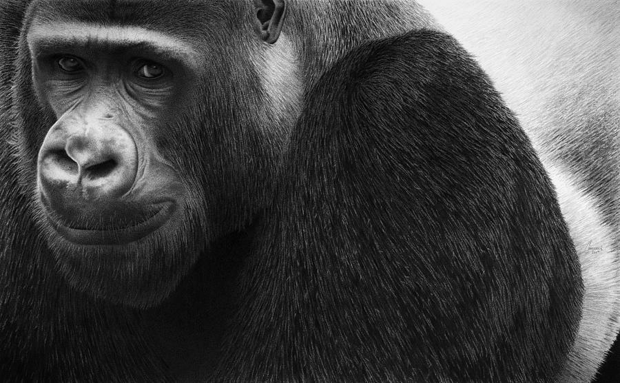 Kong by Stirring Images Kong by Stirring Images