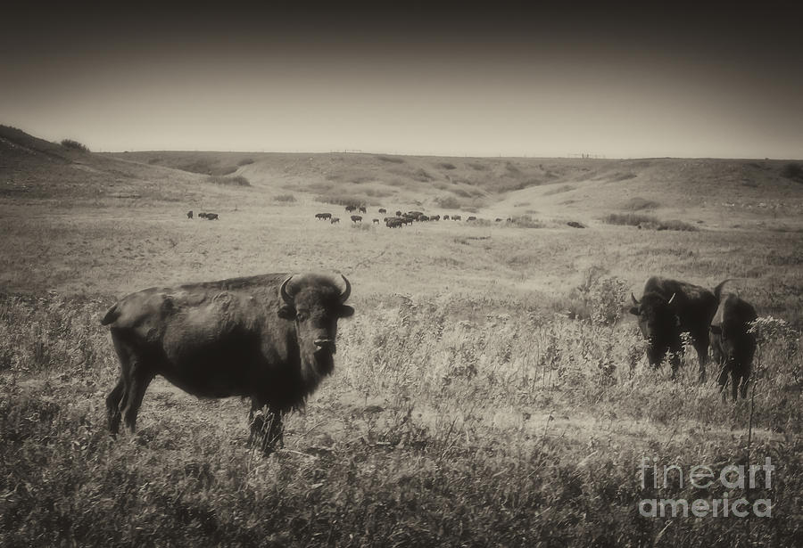 Konza Bison Photograph by Fred Lassmann