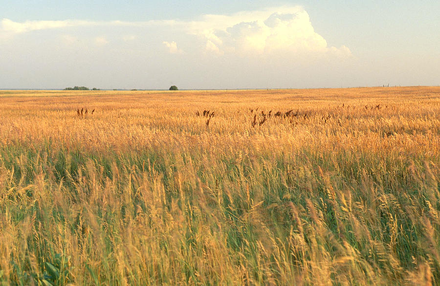 Konza Prairie In Kansas Photograph by James Steinberg