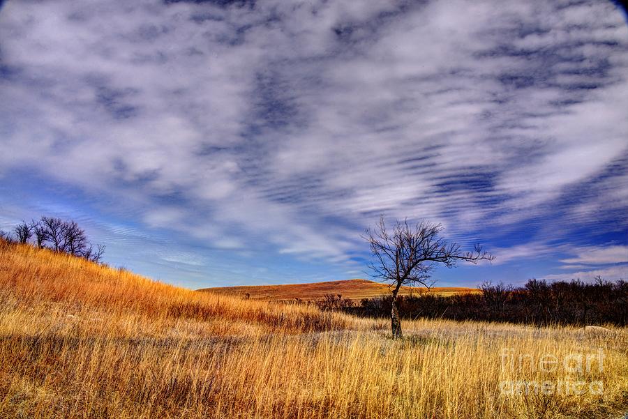 Bent Tree on the Konza Prairie Photograph by Jean Hutchison