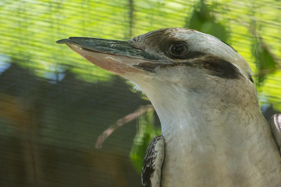 Kookabura Bird Photograph by Allan Morrison