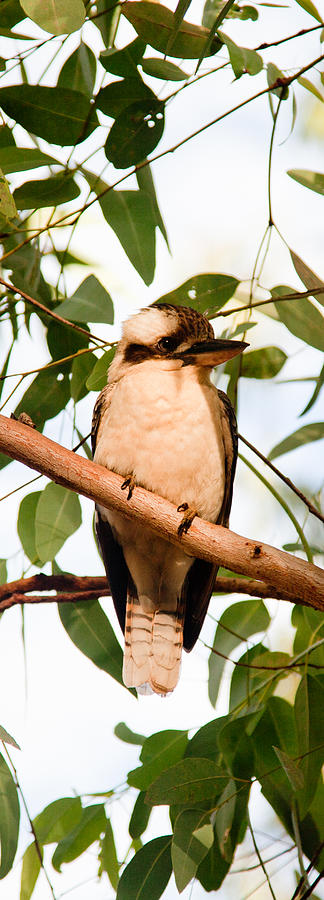 Kookaburra 2 Photograph by Carole Hinding