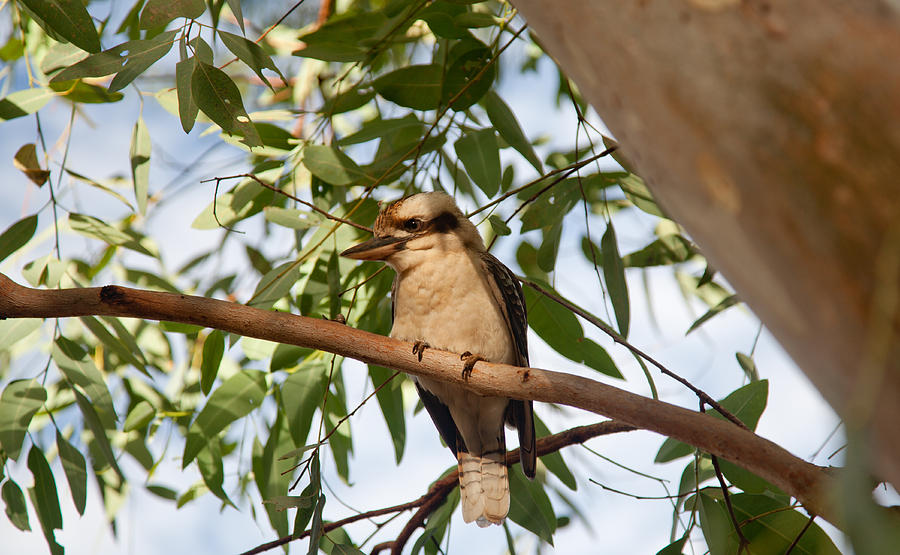 Kookaburra 3 Photograph by Carole Hinding
