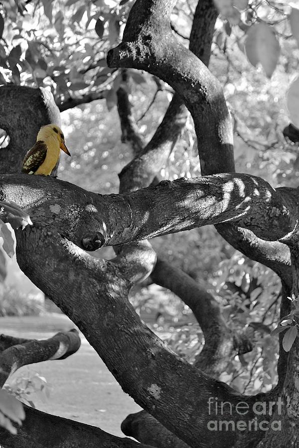 Kookaburra Bird  Photograph by Alanna DPhoto