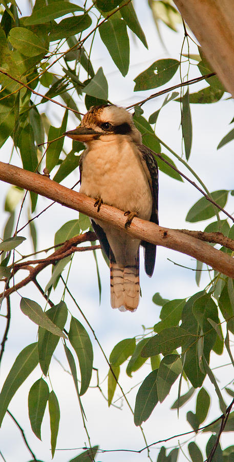 Kookaburra Photograph by Carole Hinding