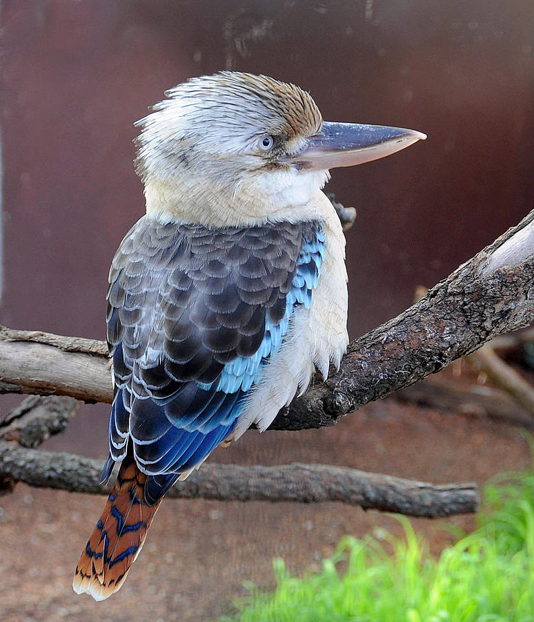 Kookaburra Photograph by Geraldine Alexander