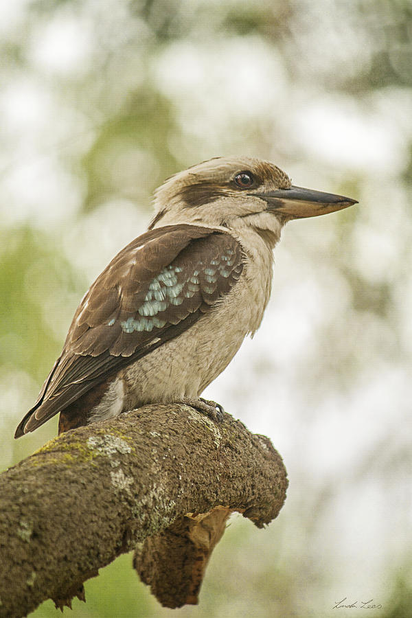 Kookaburra  Photograph by Linda Lees