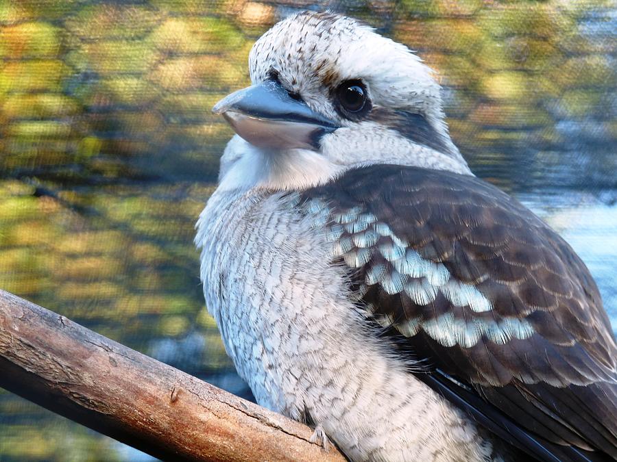 Feather Photograph - Kookaburra by Lynette McNees