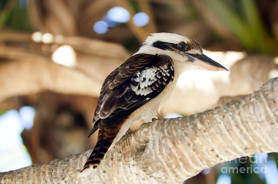 Kingfisher Photograph - Kookaburra by THP Creative