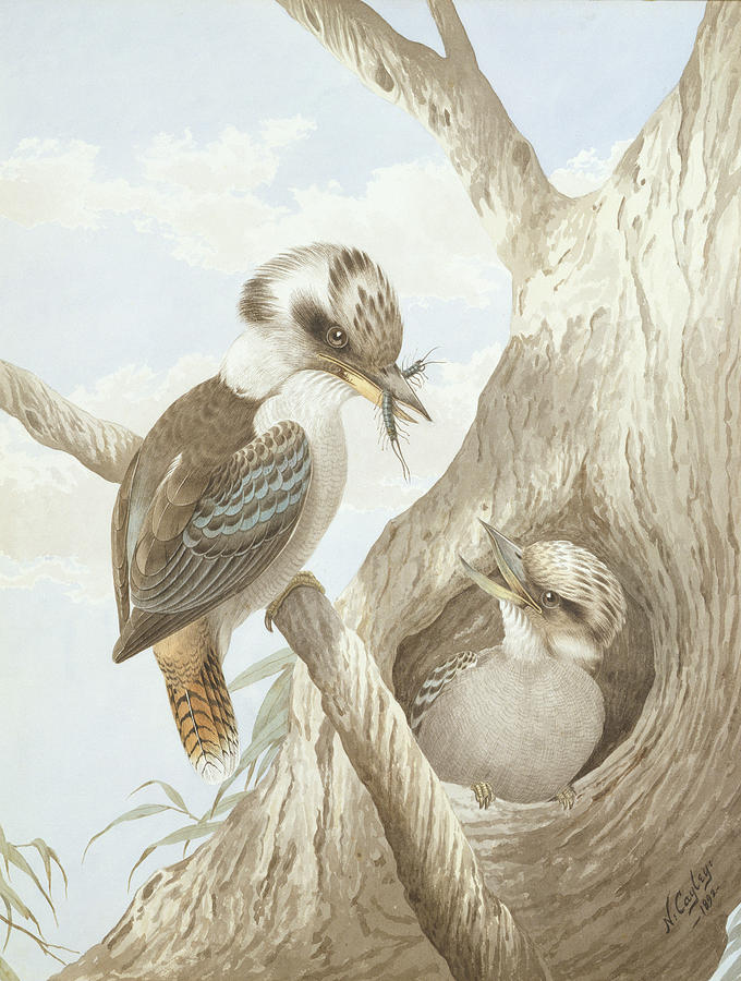 Wildlife Drawing - Kookaburras Feeding At A Nest by Neville Henry Peniston Cayley