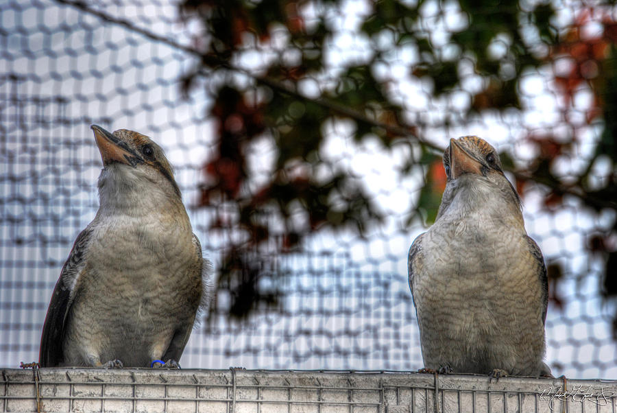 Kookaburras On Guard At The Buffalo Zoo Photograph