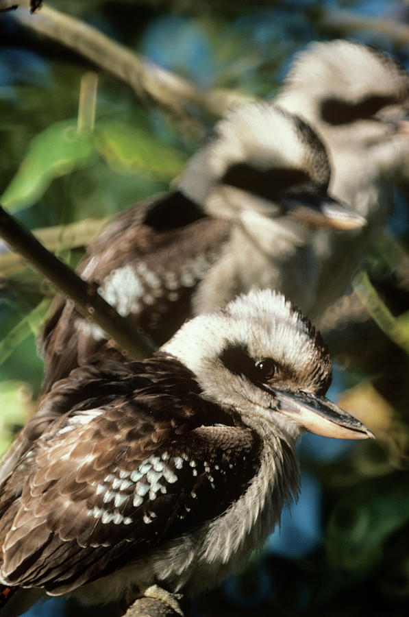 Kingfisher Photograph - Kookaburras by Steve Taylor/science Photo Library