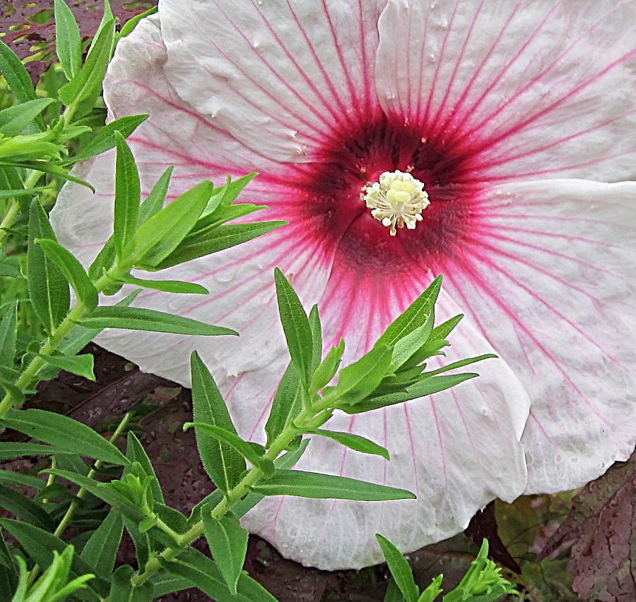 Kopper King Hibiscus Photograph by MTBobbins Photography