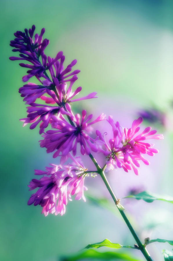 Korean Lilac (syringa Patula) Photograph by Maria Mosolova/science Photo Library