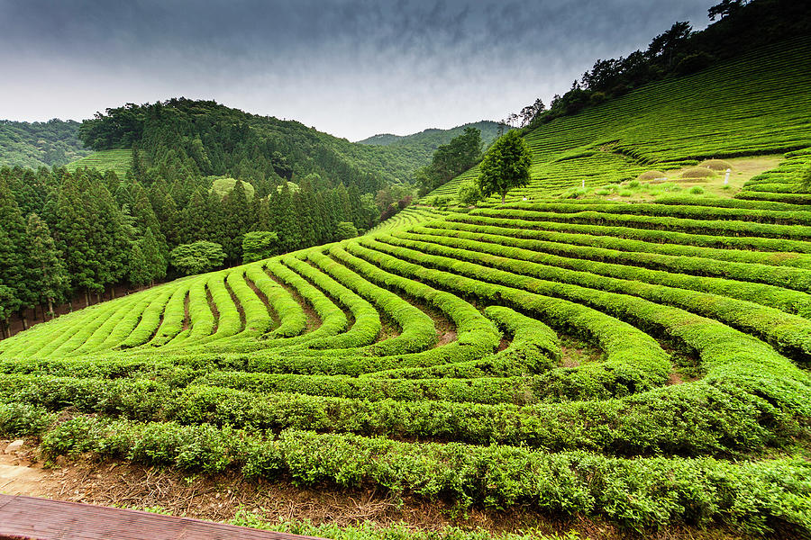 Korean Tea Plantation Photograph by Thomas Arthur