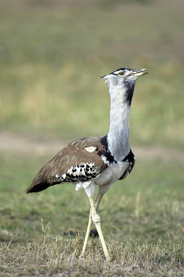 Kori Bustard Photograph by Dr P. Marazzi/science Photo Library - Fine ...