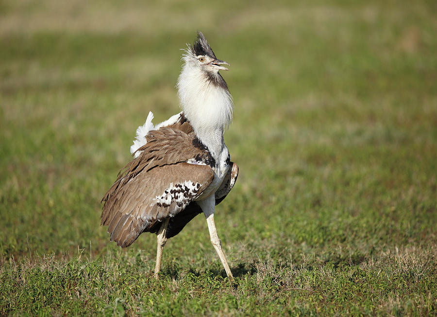 Kori Bustard Photograph By Paul E Tessier