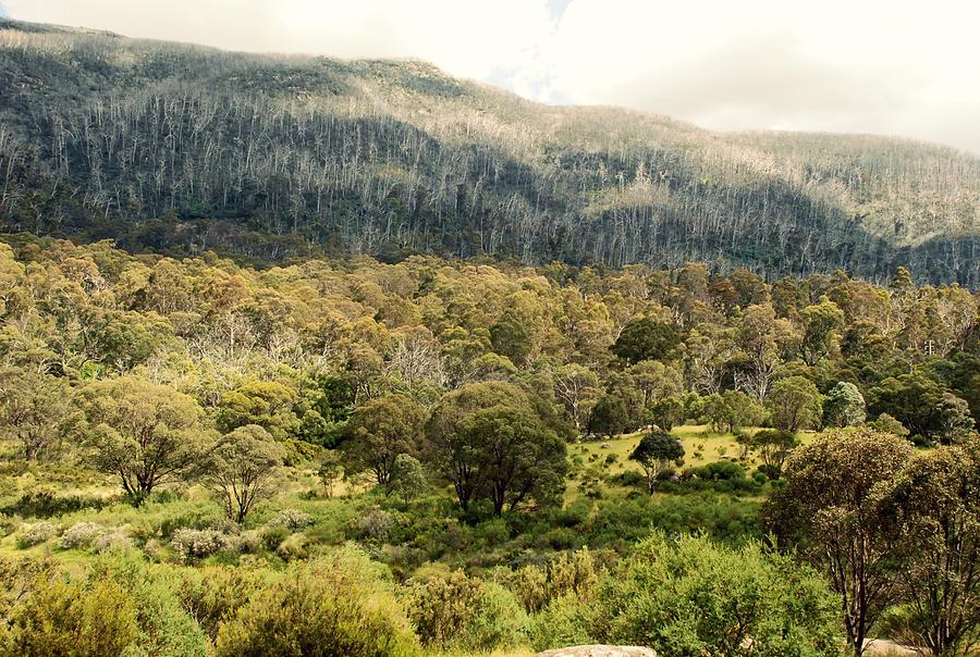 Kosciuszko National Park Photograph by Dorota Grabowska-Kulka - Fine ...