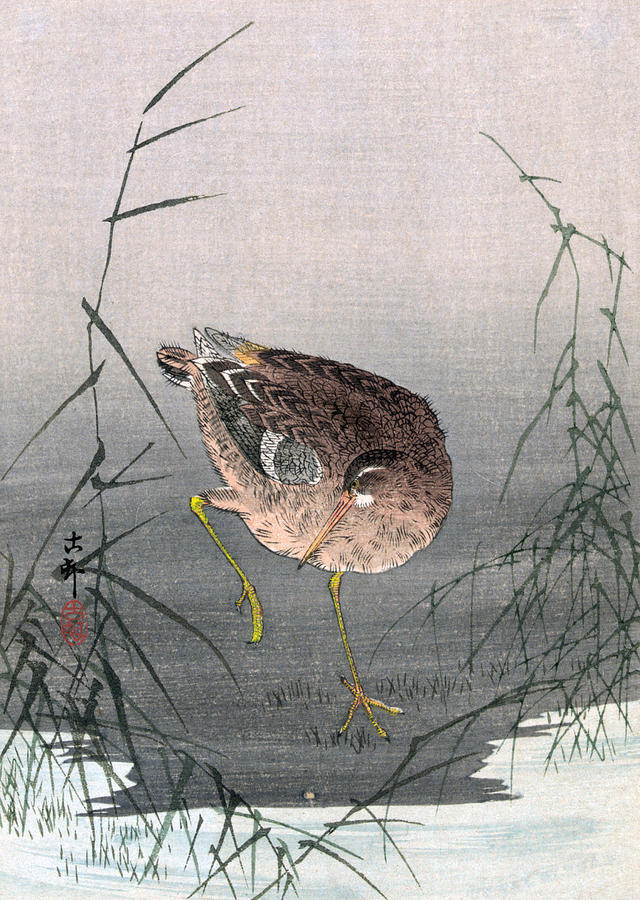 Koson Snipe Bird, C1910 Painting by Granger