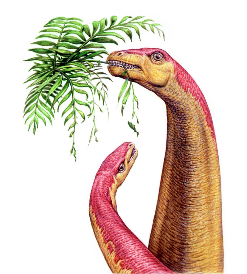 kotasaurus