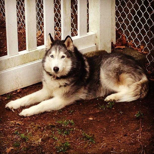 Dog Photograph - Koty Getting Comfy In The Dirt #koty by Lisa Thomas