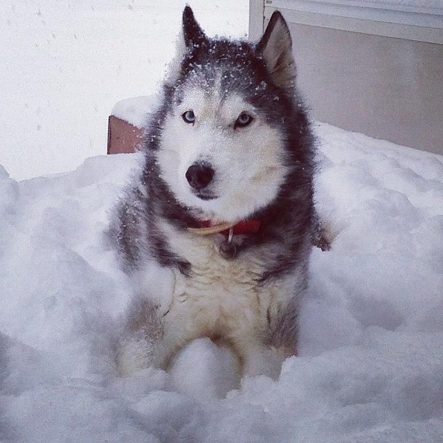 Winter Photograph - Koty Likes The Snow #koty #snowdog by Lisa Thomas
