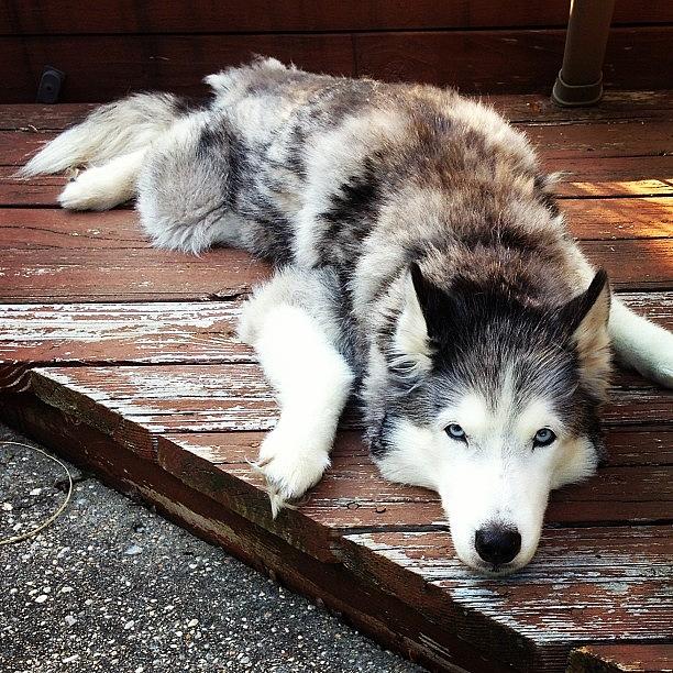 Dog Photograph - Koty Relaxing #dog #siberianhusky by Lisa Thomas