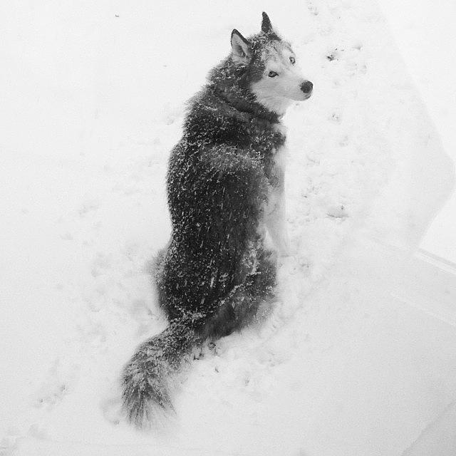 Winter Photograph - Koty Sitting In The Snow #siberianhusky by Lisa Thomas