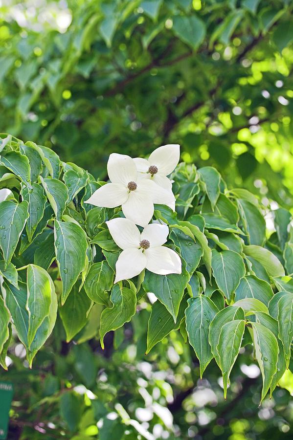 Kousa Dogwood (cornus Kousa) Photograph By Dan Sams