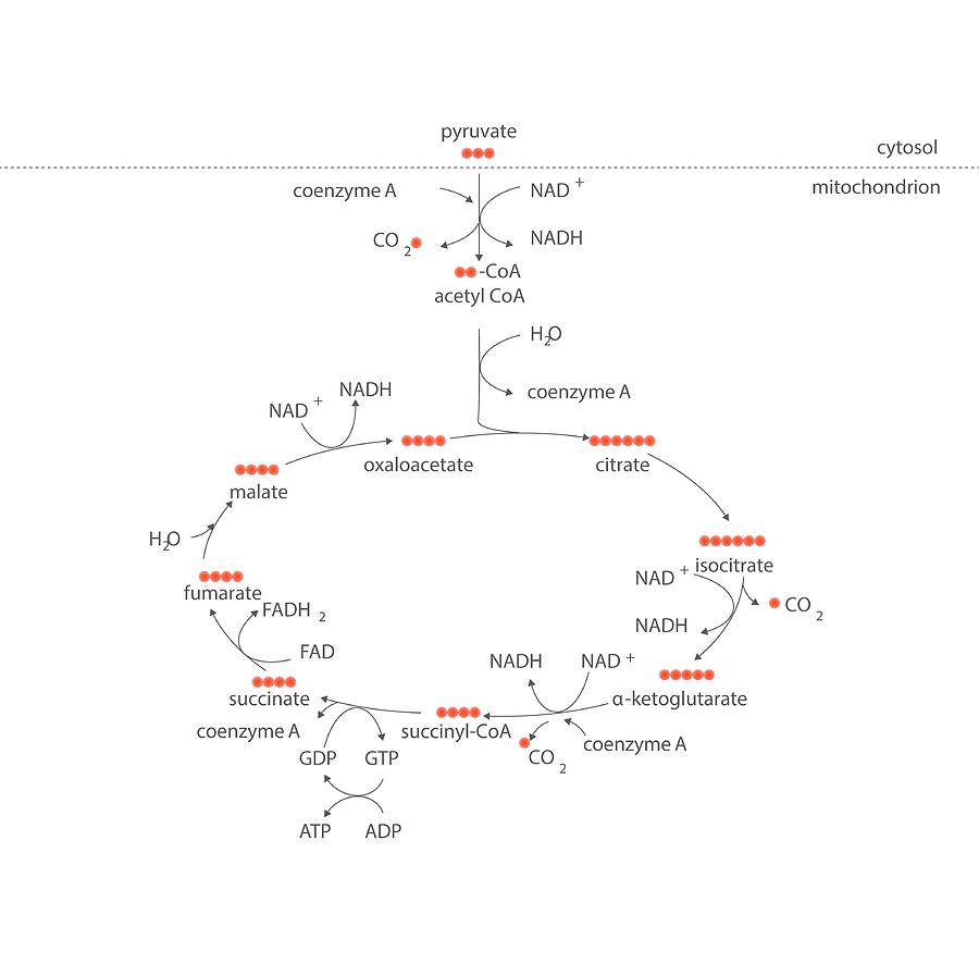 Krebs Metabolic Cycle Photograph by Science Photo Library