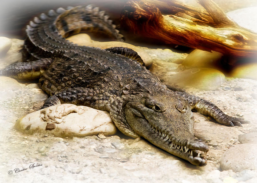 Krokodil Photograph by Christine Sponchia