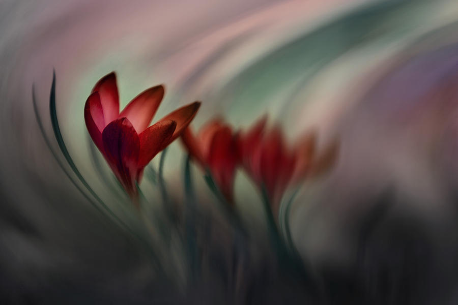 Flower Photograph - Krokus by Doris Reindl
