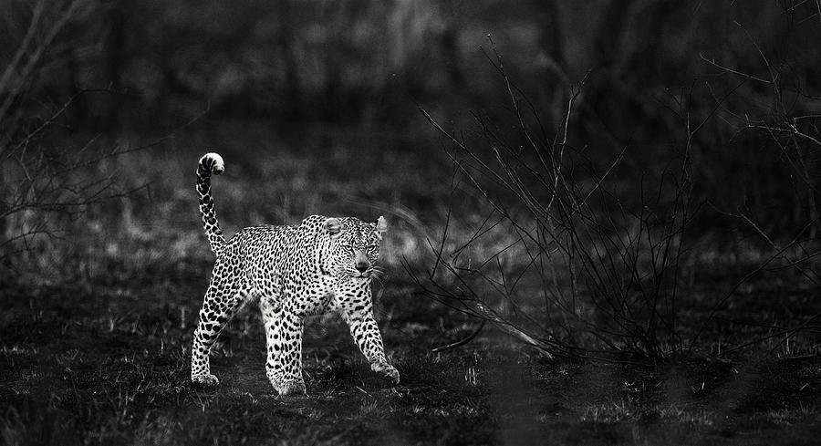 Kruger Leopard Photograph by Max Waugh