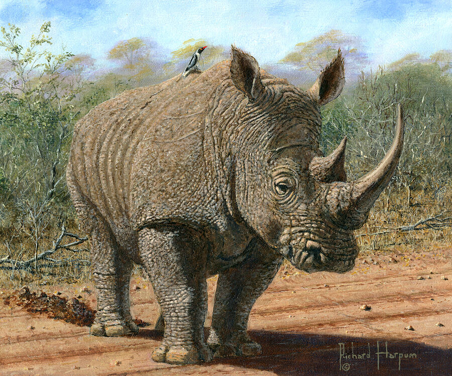Kruger White Rhino Painting by Richard Harpum