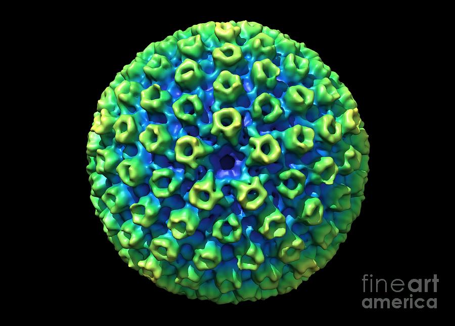 Ball Photograph - Kshv Virus Capsid, Molecular Model by Louise Hughes