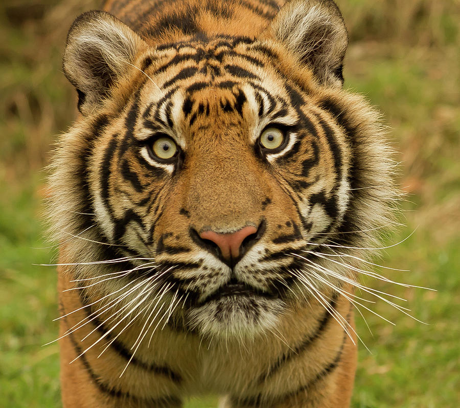 Kubu - Sumatran Tiger by Emma Healey