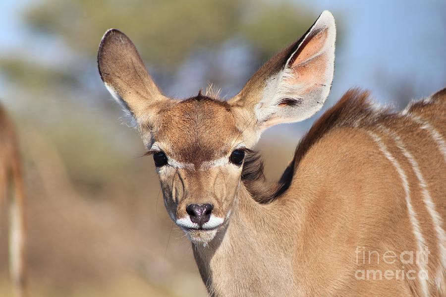 Wildlife Photograph - Kudu Adorable Grace by Andries Alberts