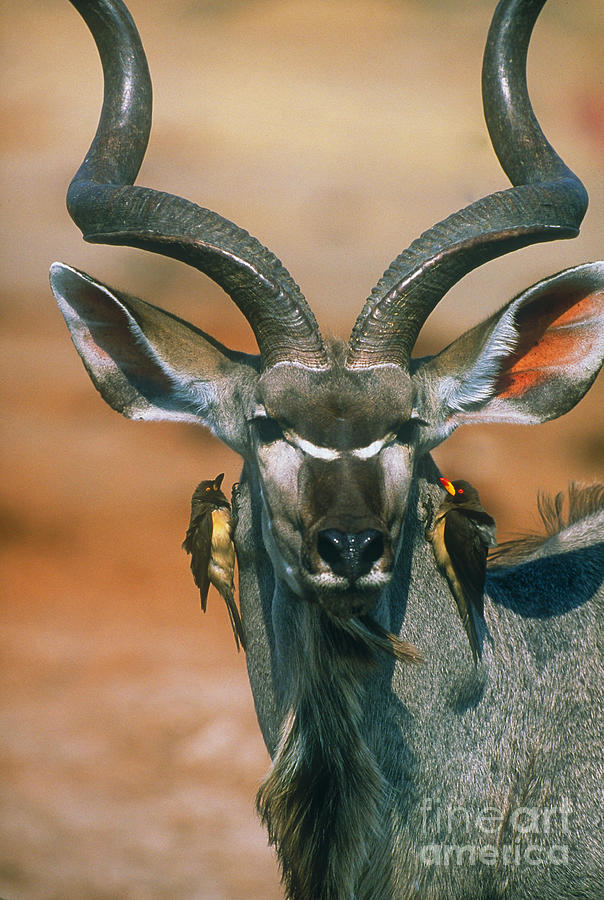 Kudu And Oxpeckers Photograph by Art Wolfe