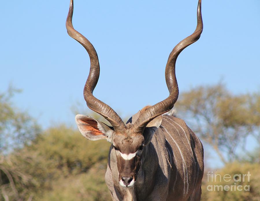 Kudu bull and Horns Photograph by Andries Alberts - Pixels