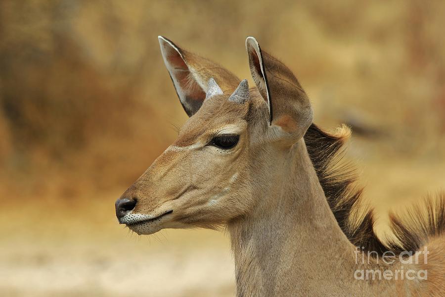 Kudu Bull Calf - Adorable Innocence Photograph