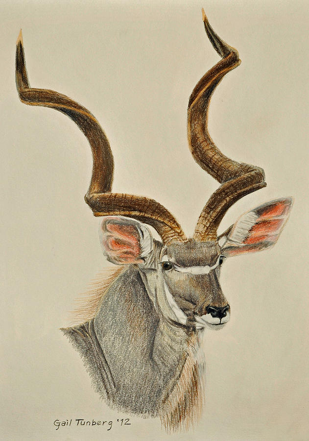 Kudu Bull Drawing by Gail Tunberg