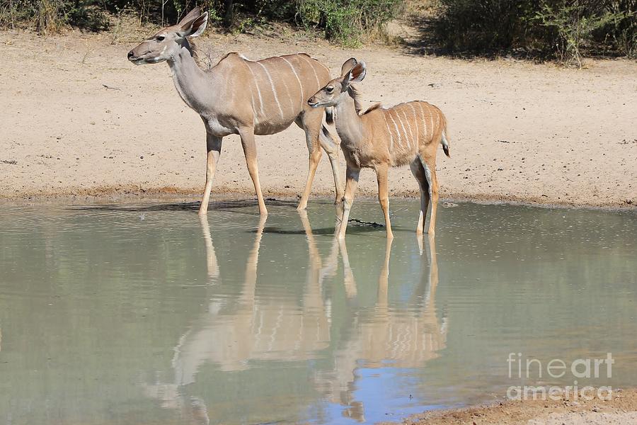 Africa Photograph - Kudu Calf Reflection by Hermanus A Alberts Africa Photograph - Kudu Calf Reflection by Hermanus A Alberts