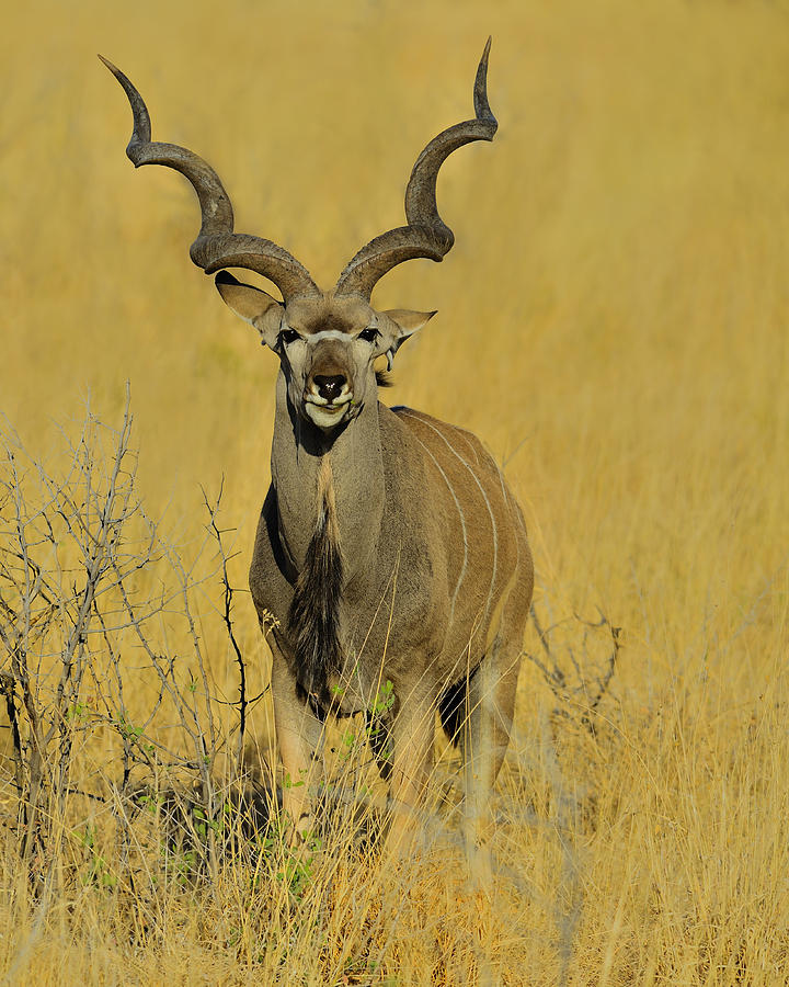 Kudu Photograph by Tony Beck