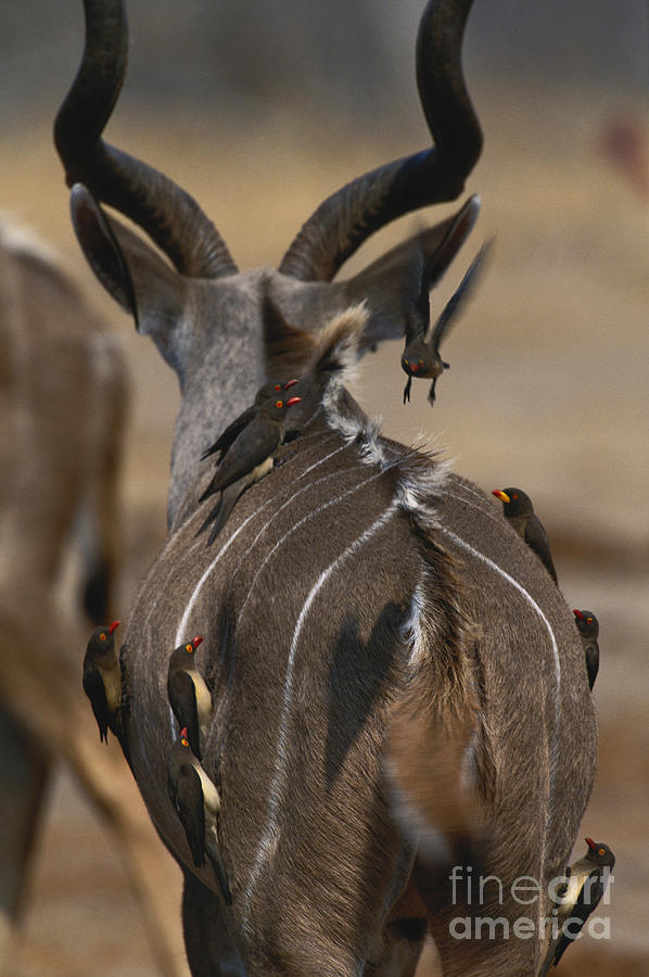 Kudu With Oxpeckers Photograph by Art Wolfe
