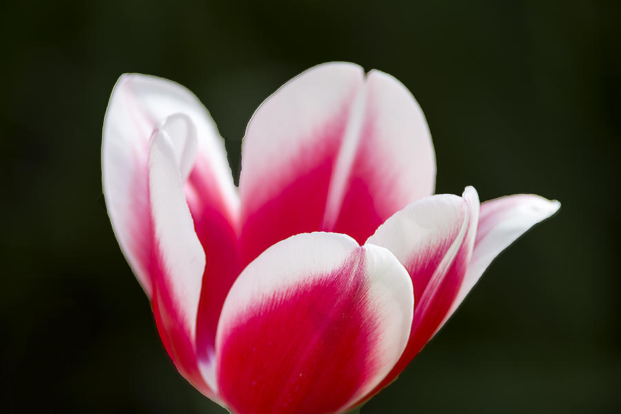 Tulip Photograph - Keukenhof 14002 by Robert Van Es