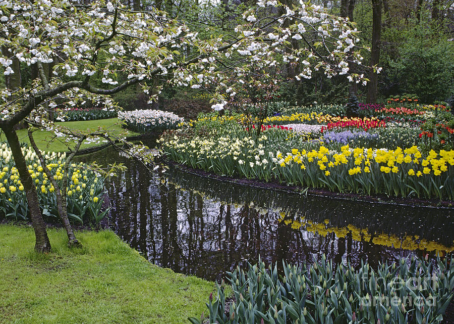 Kukenhoff Gardens Holland Photograph by Craig Lovell
